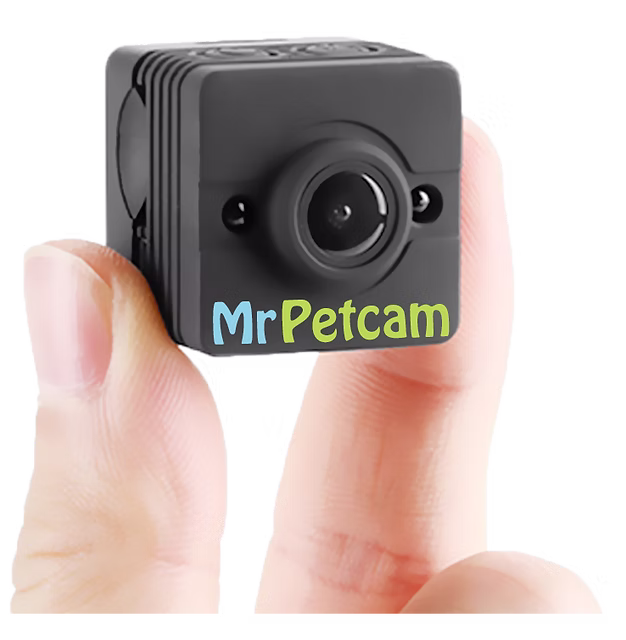 dog collar camera