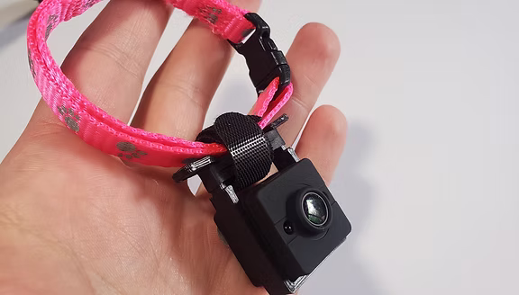 dog collar camera