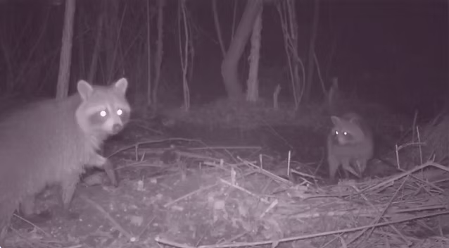 night vision cat and dog collar camera